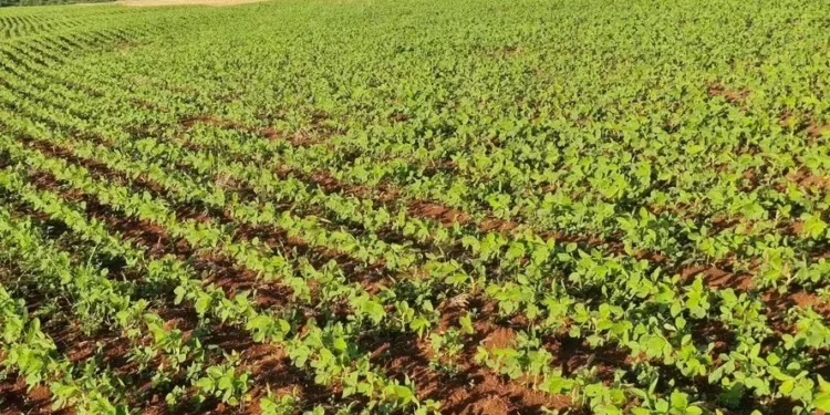 Lavoura de soja em Santa Rosa (RS): produtor José Steffen diz que está sempre de olho no monitoramento da área e do entorno — Foto: Arquivo pessoal