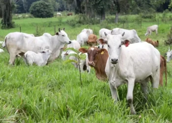 Foto: Recentemente, o programa alcançou R$ 2 bilhões em desembolsos para converter 279 mil hectares de áreas degradadas em lavouras — Foto: Fernando Alves/AEN