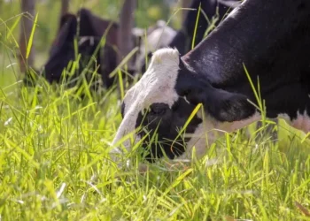 Práticas como rotação de pastagens e tratamento dos dejetos dos animais ajudam a reduzir emissões de poluentes no campo — Foto: Juliana Sussai/Embrapa