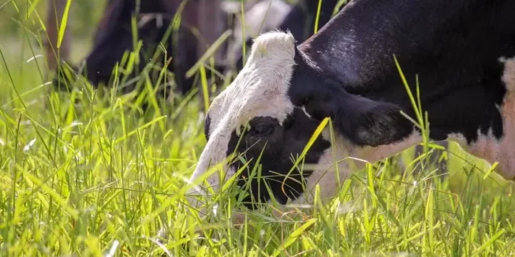 Práticas como rotação de pastagens e tratamento dos dejetos dos animais ajudam a reduzir emissões de poluentes no campo — Foto: Juliana Sussai/Embrapa