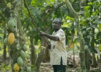 Condições climáticas seguem favoráveis para os cacaueiros na Costa do Marfim, o que alimenta a perspectiva de maior oferta — Foto: Nestlé/Divulgação