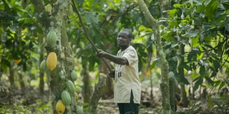 Condições climáticas seguem favoráveis para os cacaueiros na Costa do Marfim, o que alimenta a perspectiva de maior oferta — Foto: Nestlé/Divulgação
