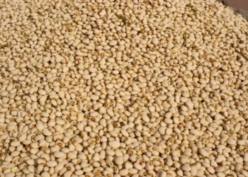 Há maior disponibilidade de feijão da região sudoeste de São Paulo — Foto: José Medeiros