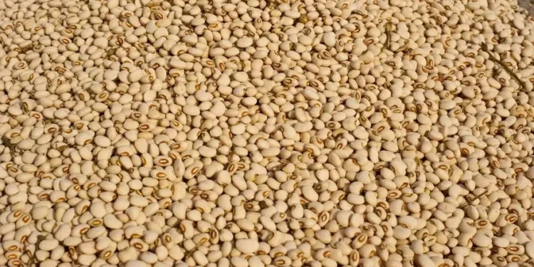 Há maior disponibilidade de feijão da região sudoeste de São Paulo — Foto: José Medeiros