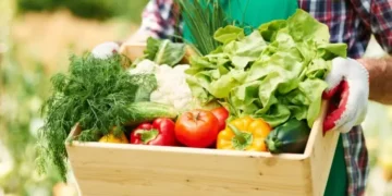 Cadastro nacional de produtores orgânicos tem quase 25 mil agricultores listados — Foto: Freepik