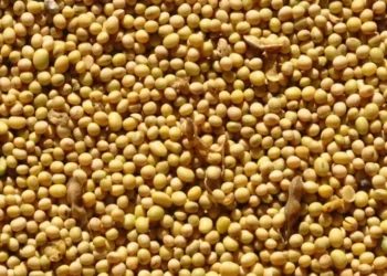 Grãos de Soja — Foto: Fernando Dias/Seapa