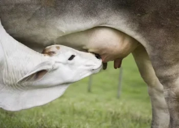 Enfermidades causam redução na produção de leite, casos de aborto e abate de animais infectados — Foto: Adapar/Divulgação