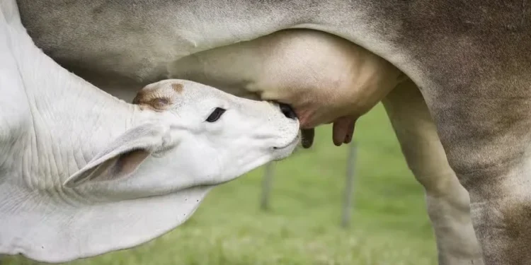 Enfermidades causam redução na produção de leite, casos de aborto e abate de animais infectados — Foto: Adapar/Divulgação