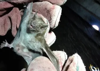 Controle populacional de morcegos foi realizado em aldeia no Tocantins — Foto: José Veloso/Governo do Tocantins