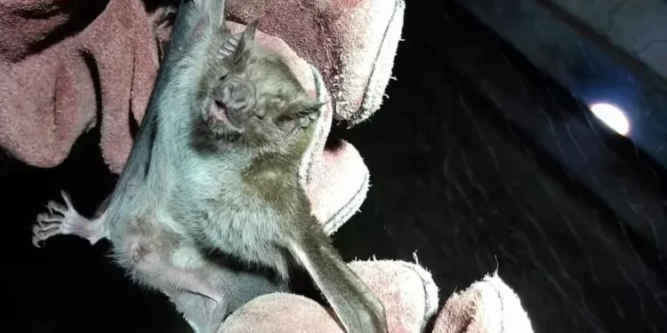 Controle populacional de morcegos foi realizado em aldeia no Tocantins — Foto: José Veloso/Governo do Tocantins