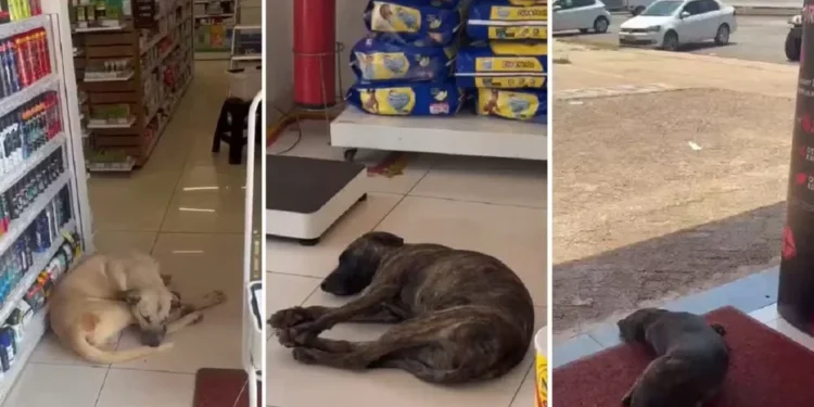 Cães procuram local mais fresco no calor de Palmas — Foto: Reprodução/Jéssica Sá