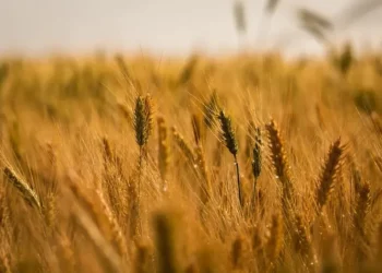 Até o dia 15 de novembro, quase 74% do trigo nacional já havia sido colhido — Foto: Wenderson Araujo/CNA