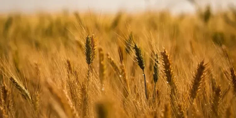 Até o dia 15 de novembro, quase 74% do trigo nacional já havia sido colhido — Foto: Wenderson Araujo/CNA