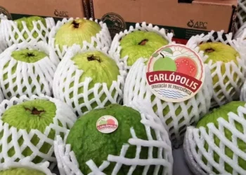 Operação foi realizada sem intermediários ou traders — Foto: Divulgação