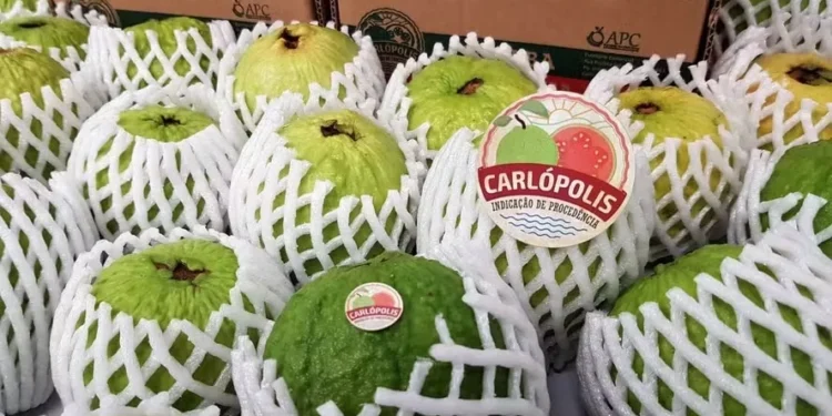 Operação foi realizada sem intermediários ou traders — Foto: Divulgação