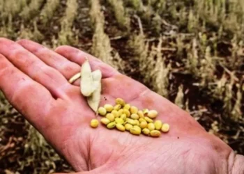 Objetivo é dar mais previsibilidade ao programa de gestão de riscos climáticos no campo — Foto: Globo Rural