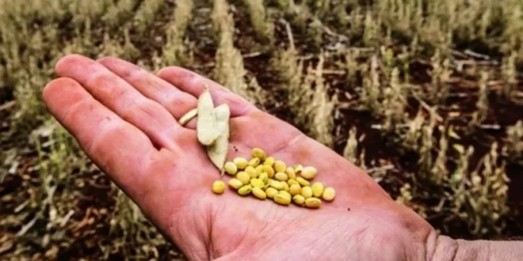 Objetivo é dar mais previsibilidade ao programa de gestão de riscos climáticos no campo — Foto: Globo Rural