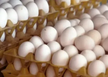 Ovos — Foto: Globo Rural