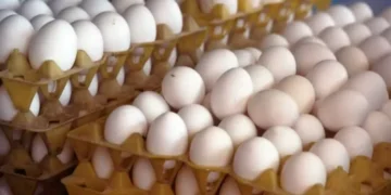 Ovos Foto: Globo Rural