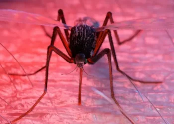 Sciepro / Science Photo Library / Getty Images