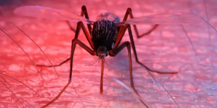 Sciepro / Science Photo Library / Getty Images