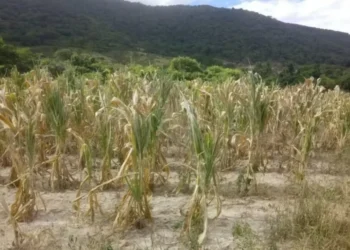 Produtores acreditam que eventos extremos, como secas prolongadas ou chuvas mais fortes, terão algum tipo de impacto nas suas propriedades nos próximos anos e décadas — Foto: Emater-MG/Divulgação