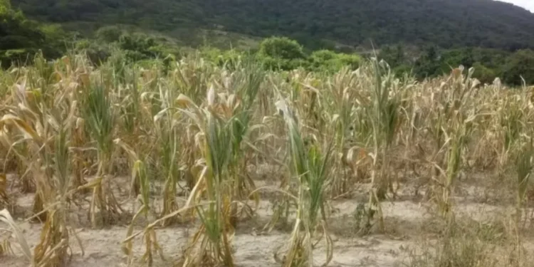 Produtores acreditam que eventos extremos, como secas prolongadas ou chuvas mais fortes, terão algum tipo de impacto nas suas propriedades nos próximos anos e décadas — Foto: Emater-MG/Divulgação