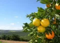 A qualidade geral das frutas da safra 2025/26 segue satisfatória na maioria das regiões — Foto: Fundecitrus / Divulgação