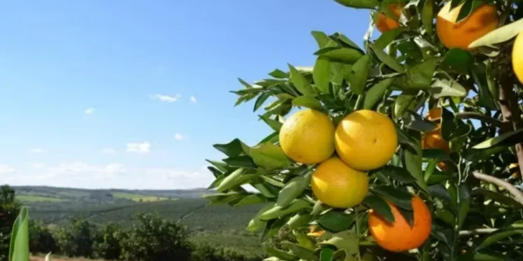A qualidade geral das frutas da safra 2025/26 segue satisfatória na maioria das regiões — Foto: Fundecitrus / Divulgação