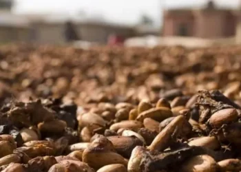 As cotações do cacau são afetadas por ajustes técnicos, uma vez que elas passam por uma forte pressão de baixa — Foto: Pixabay