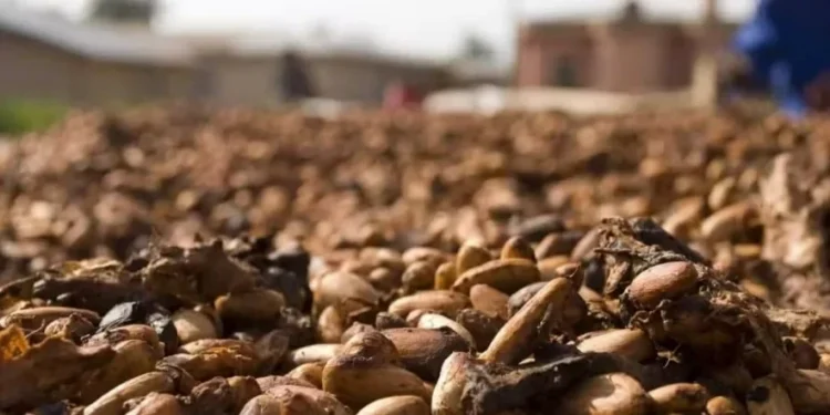 As cotações do cacau são afetadas por ajustes técnicos, uma vez que elas passam por uma forte pressão de baixa — Foto: Pixabay