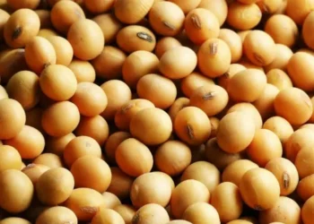 O atraso no plantio da safra argentina gera atenção e contribui para a sustentação dos preços da soja — Foto: Fundação Solidaridad