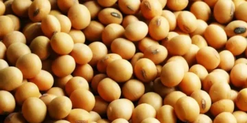 soja — Foto: Fundação Solidaridad