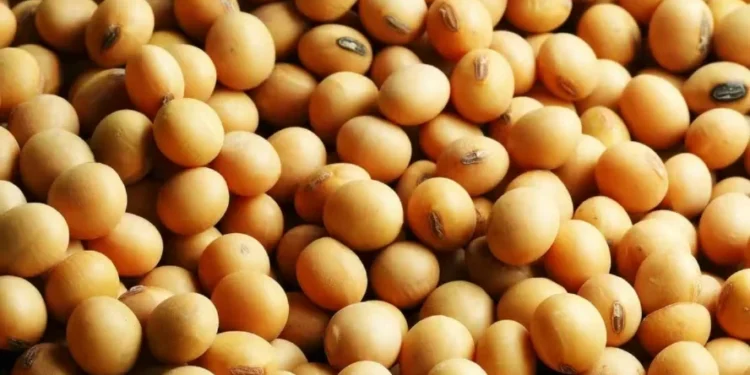 O atraso no plantio da safra argentina gera atenção e contribui para a sustentação dos preços da soja — Foto: Fundação Solidaridad