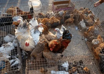 Philippe TURPIN / Getty Images