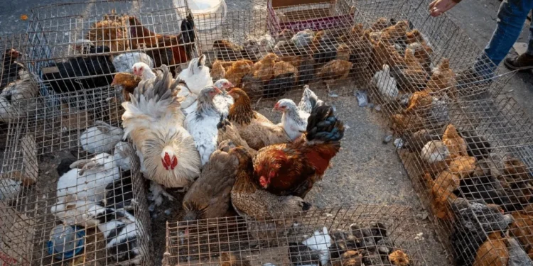 Philippe TURPIN / Getty Images