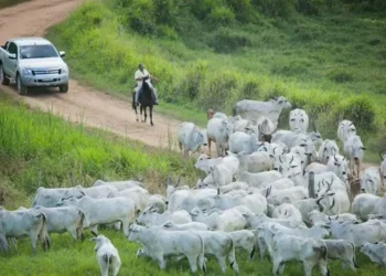 Tendência de preços firmes para o boi deve ser mantida em dezembro — Foto: Wenderson Araujo/CNA