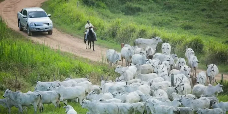 Tendência de preços firmes para o boi deve ser mantida em dezembro — Foto: Wenderson Araujo/CNA