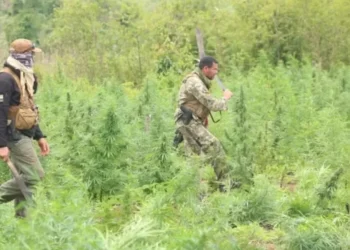 Brasil e Paraguai destroem quase 40 toneladas de maconha em operação