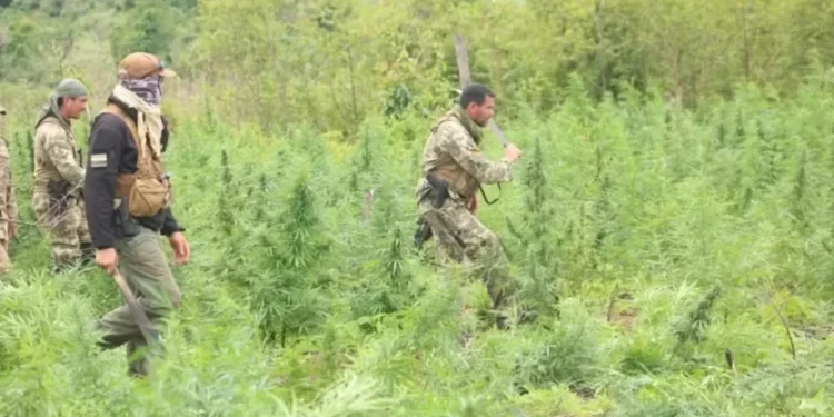Brasil e Paraguai destroem quase 40 toneladas de maconha em operação