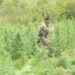 Brasil e Paraguai destroem quase 40 toneladas de maconha em operação