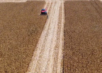 Foto:Milho acumulou uma leve alta no mês de outubro, com os operadores na bolsa de Chicago avaliando as condições da safra americana — Foto: Mauricio Tonetto / SecomRS