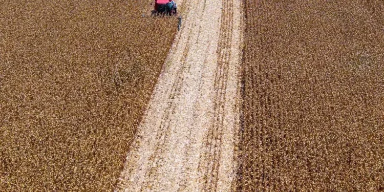 Em outubro, mercado de commodities agrícolas se posicionou entre oferta, demanda e geopolítica