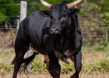 Mickey Mouse, o touro mais caro do Brasil, é muito requisitado pelos organizadores dos grandes rodeios — Foto: Divulgação