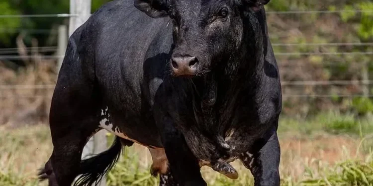 Mickey Mouse supera Acesso Negado e se torna o mais caro touro de rodeio do Brasil