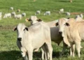 Bois certificados pela Embrapa e MBRF como o Carne Baixo Carbono — Foto: Divulgação