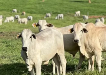 Bois certificados pela Embrapa e MBRF como o Carne Baixo Carbono — Foto: Divulgação