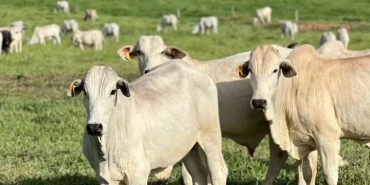 Bois certificados pela Embrapa e MBRF como o Carne Baixo Carbono — Foto: Divulgação