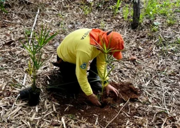 O Naturatins realizou ação de reflorestamento e recuperação ambiental no entorno do Lago dos Buritis, em Lajeado - Foto: Naturatins/Governo do Tocantins
