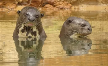 Naturatins finalizou as ações da 4ª campanha do Programa Pró-Ariranha - Foto: Naturatins/Governo do Tocantins